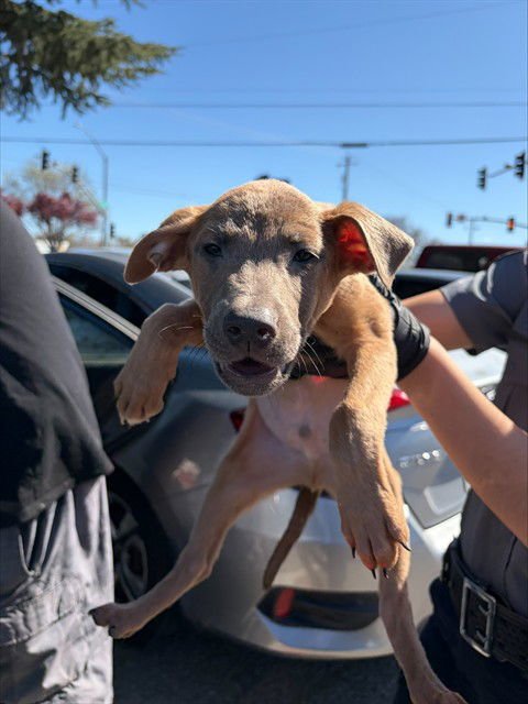 CHARZARD - Belgian Shepherd Malinois available for adoption