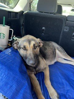 TRIA - German Shepherd Dog available for adoption