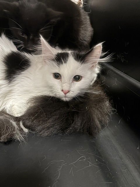 NIA - Domestic Short Hair available for adoption