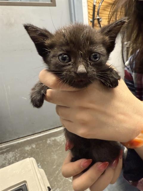 UMBREON - Domestic Short Hair available for adoption