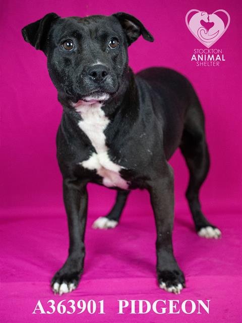 PIDGEON - Terrier available for adoption