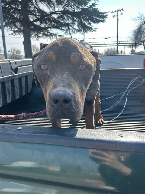 SHREK - Pit Bull Terrier available for adoption