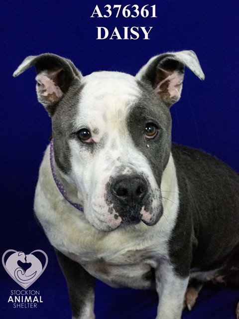 DAISY - Pit Bull Terrier available for adoption