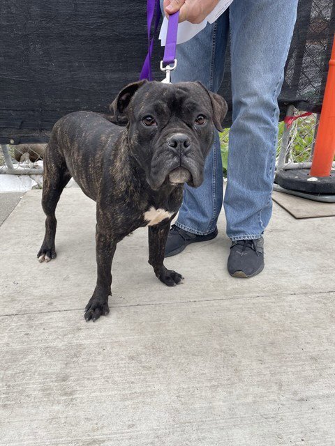 PEPPER - Pit Bull Terrier / Boxer available for adoption