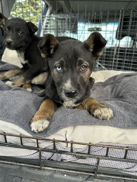 A356726 - Siberian Husky available for adoption