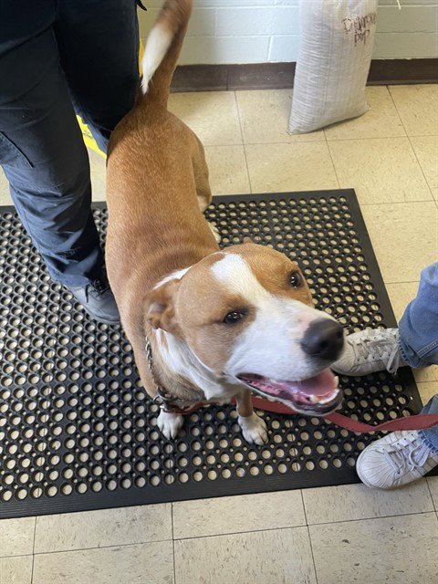 RYDER - Pit Bull Terrier available for adoption