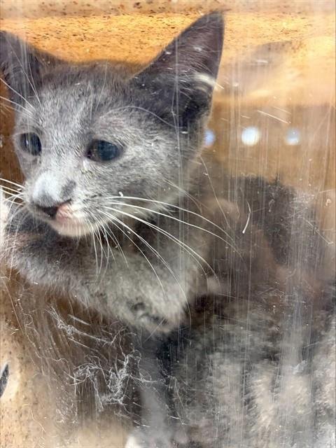 SQUEAKY - Domestic Short Hair available for adoption