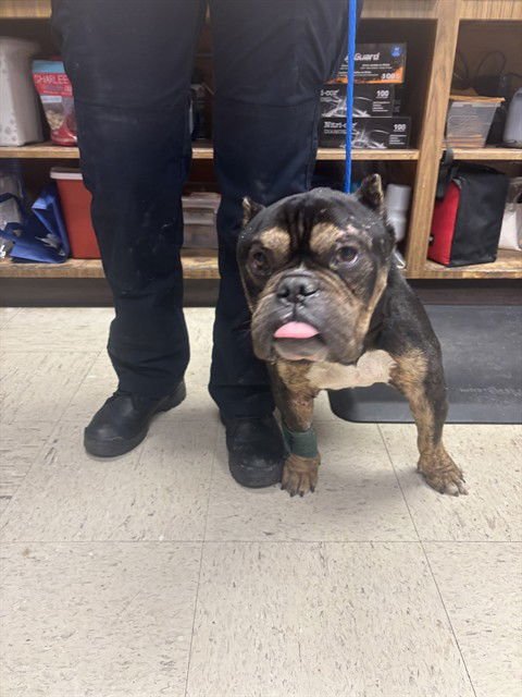 ALBUS - English Bulldog available for adoption