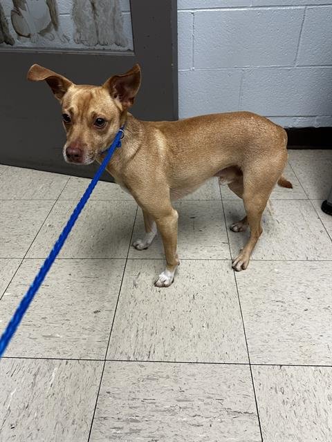 A370148 - Chihuahua available for adoption