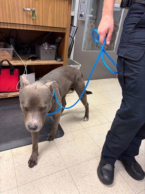 DIGLETT - Pit Bull Terrier available for adoption