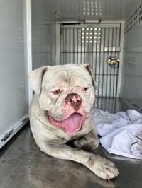 MEATBALL - Photo 1