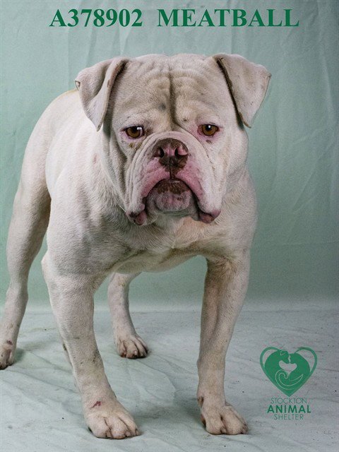 MEATBALL - American Bulldog available for adoption