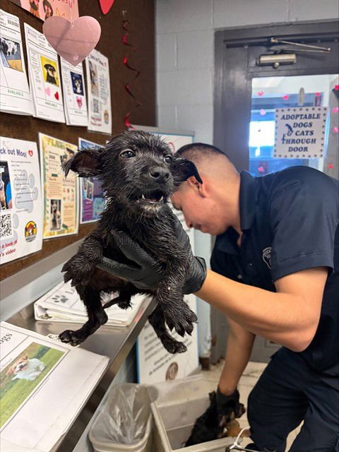 MOLT - Terrier available for adoption