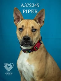 PIPER - Photo 1
