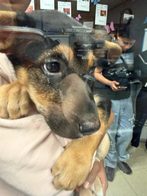 AZULA - German Shepherd Dog available for adoption