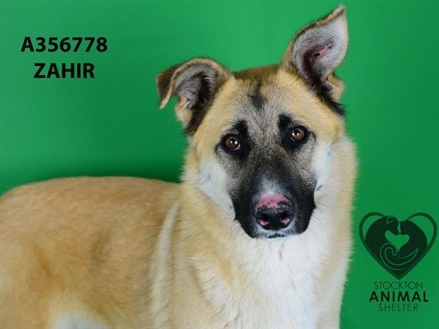 ZAHIR Image