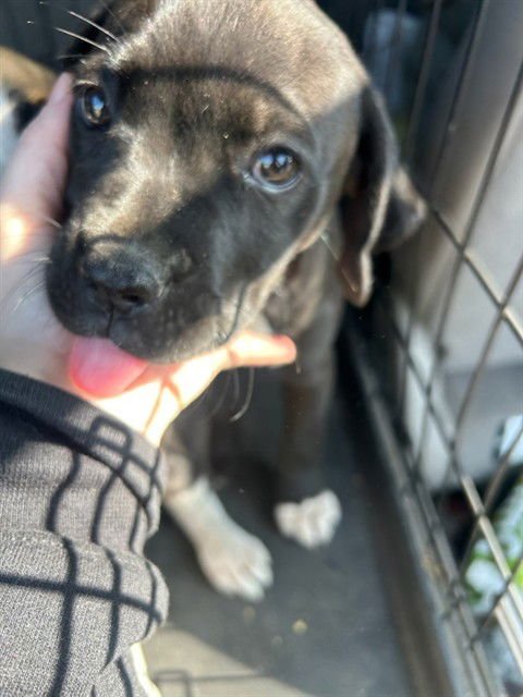 BLITZ - Beagle / Labrador Retriever available for adoption