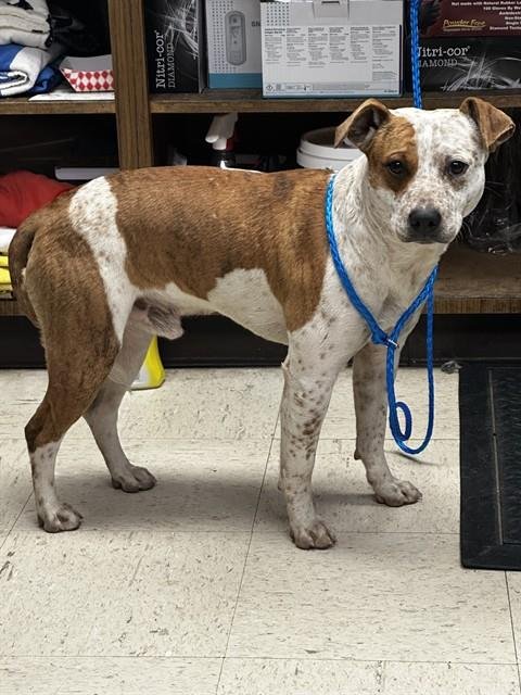 TODD - Australian Cattle Dog/Blue Heeler available for adoption