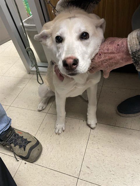 A370746 - Terrier available for adoption