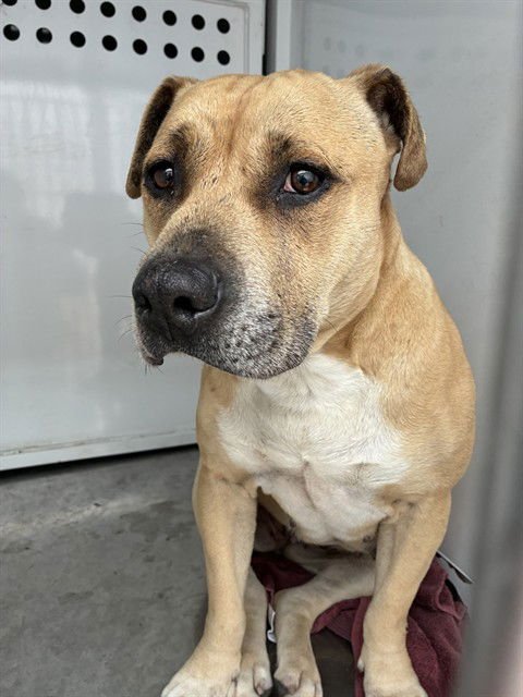 WEDNESDAY - Staffordshire Bull Terrier available for adoption