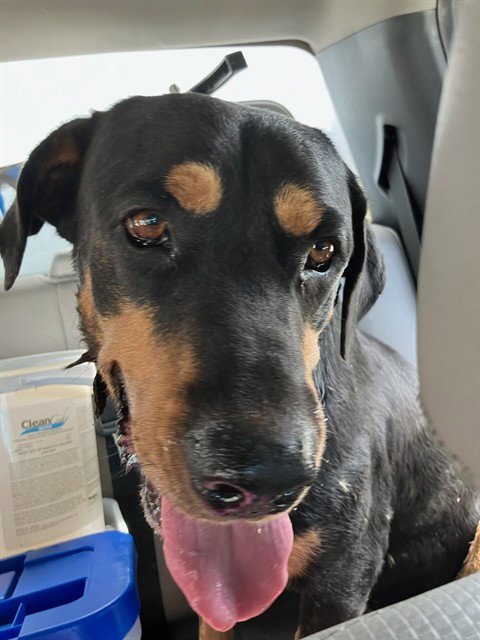MAYBELLENE - Rottweiler / Doberman Pinscher available for adoption
