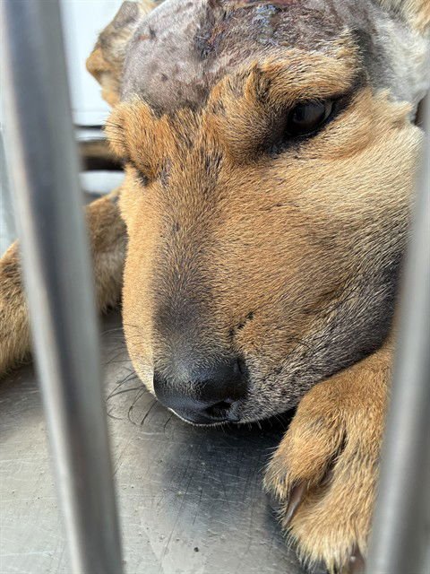 BUCEE'S - German Shepherd Dog available for adoption