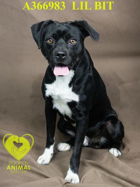 LIL BIT - Terrier available for adoption