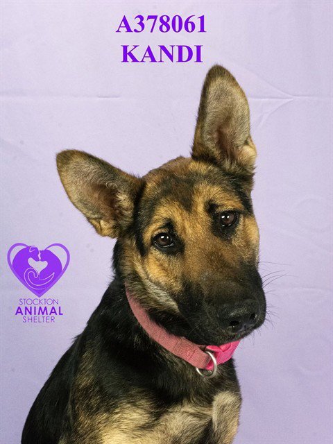 KANDI - German Shepherd Dog available for adoption