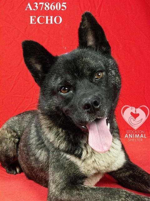 ECHO - Akita available for adoption
