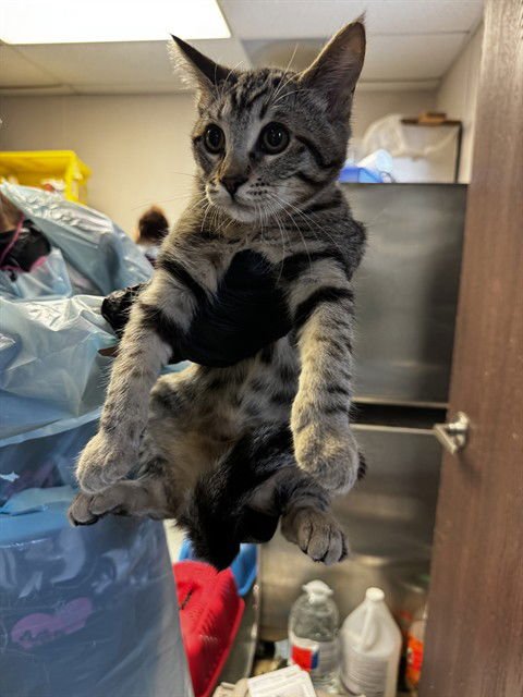 A366815 - Domestic Short Hair available for adoption