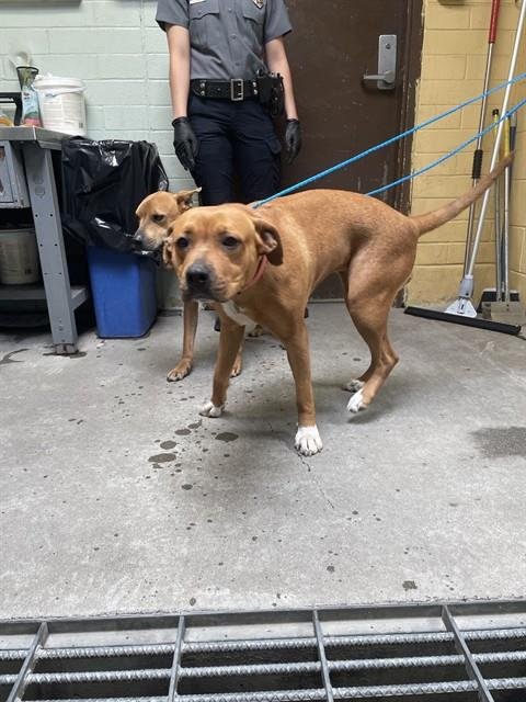 SHEGO - Pit Bull Terrier available for adoption