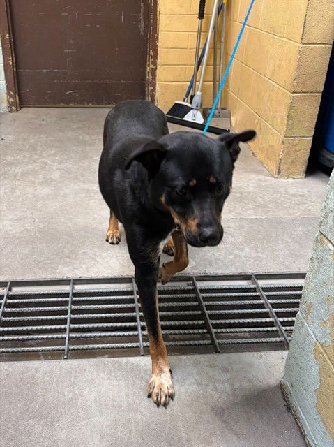 CHRISTA - Rottweiler available for adoption