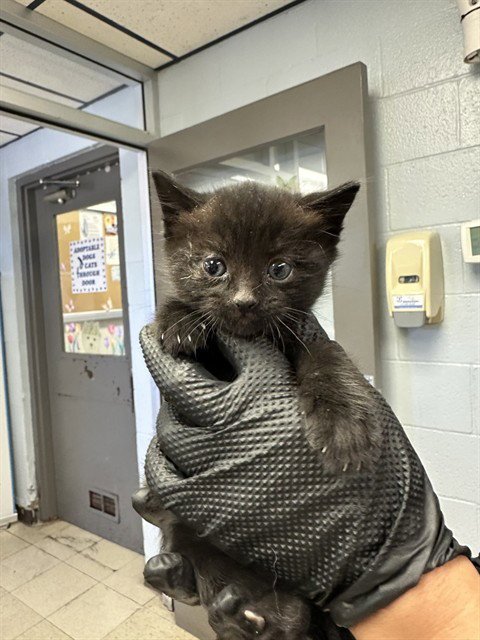 CHLOE - Domestic Short Hair for adoption in Stockton