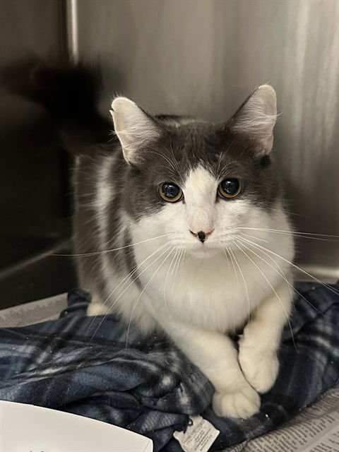 CHILI BEAN - Domestic Short Hair available for adoption