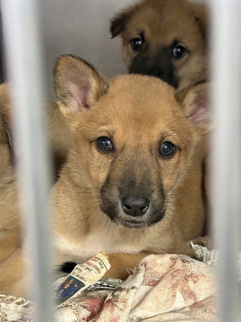 TODD - Mastiff available for adoption