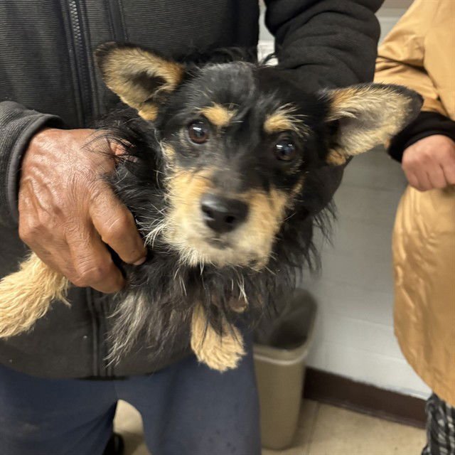 A372024 - Terrier available for adoption