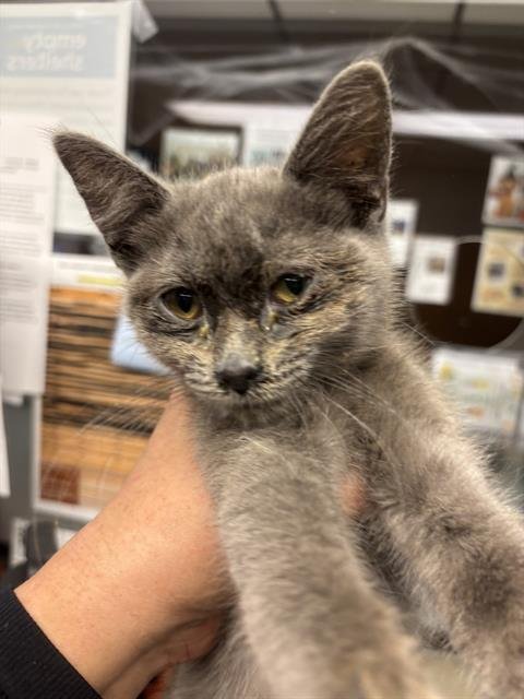 SMOKE - Domestic Short Hair available for adoption