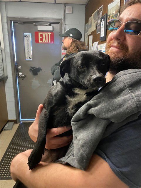 ROCKET - Chihuahua available for adoption