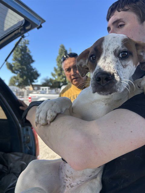 MERIDA - Labrador Retriever available for adoption