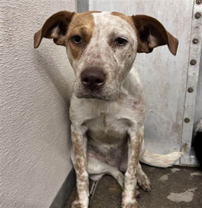 SCARLETT - Border Collie available for adoption