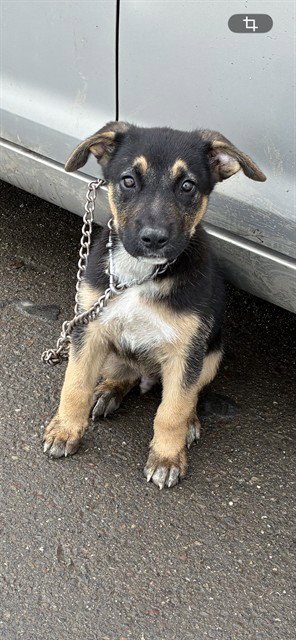 ANCHOR - German Shepherd Dog available for adoption