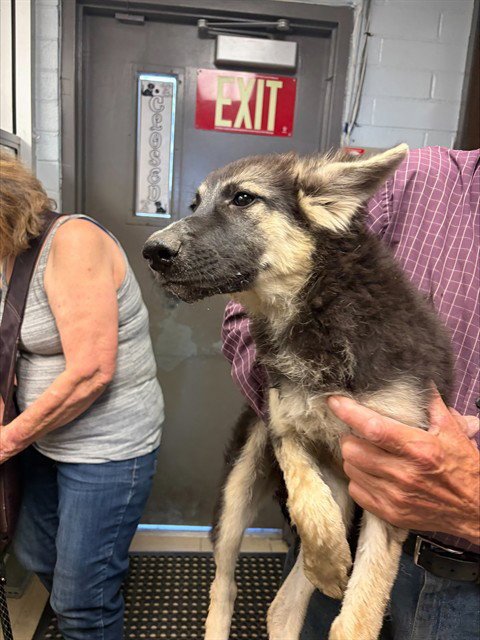 LEELA - German Shepherd Dog available for adoption