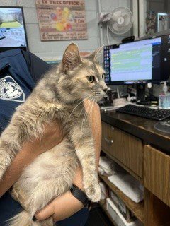 LAVENDER Image
