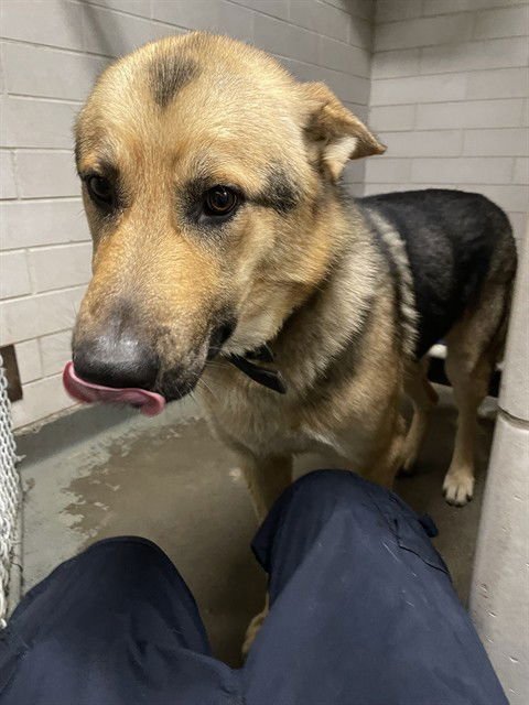 ROBERTO - German Shepherd Dog available for adoption