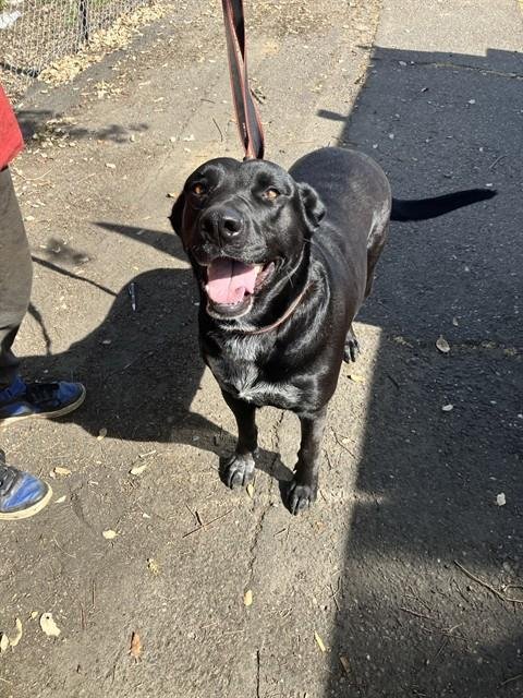 COOCOO - Labrador Retriever available for adoption