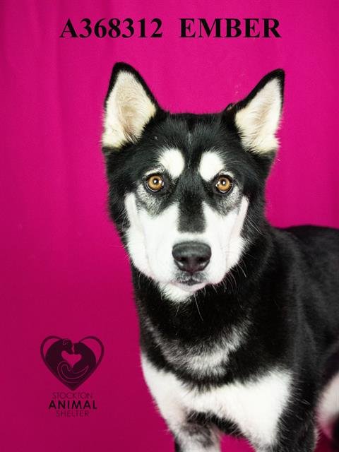 EMBER - Siberian Husky available for adoption