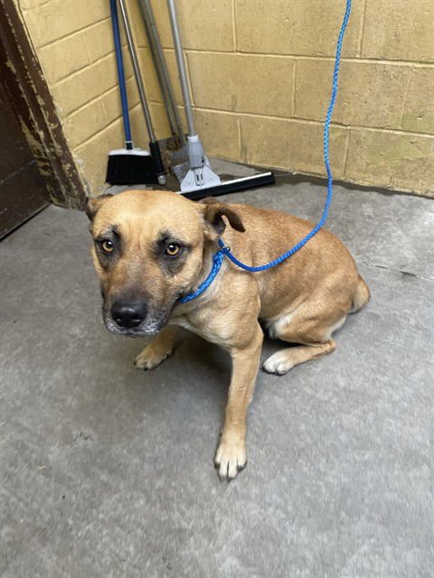 TOPH - Pit Bull Terrier available for adoption