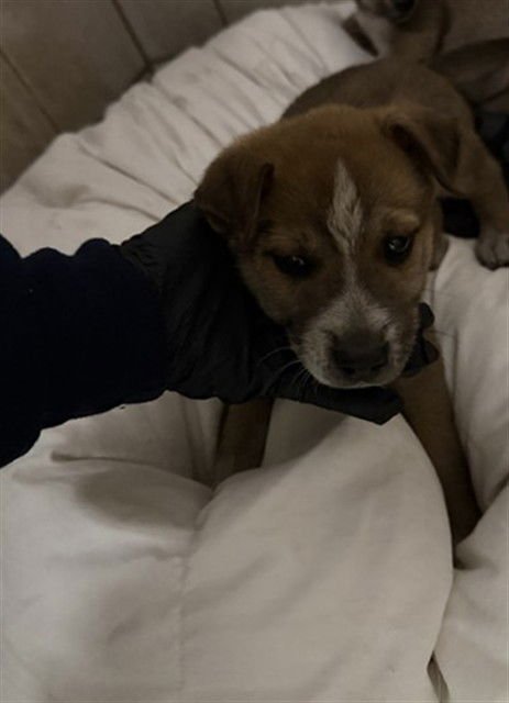 WHOESKERDOE'S - German Shepherd Dog / Siberian Husky available for adoption