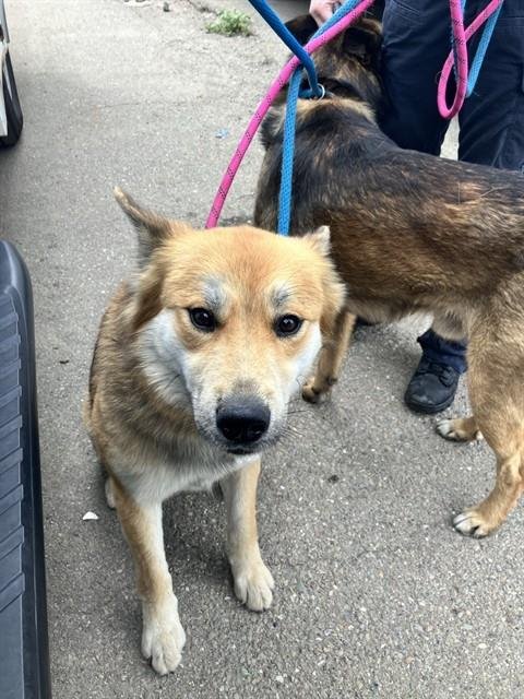 STARFOX - German Shepherd Dog available for adoption