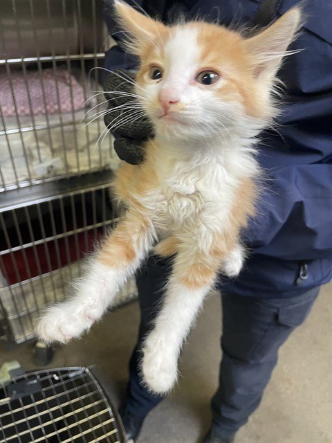 BOOMER - Domestic Long Hair available for adoption